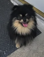 Barney (FCI) , a male Pomeranian for sale in Somerville, NJ – 1 of 10