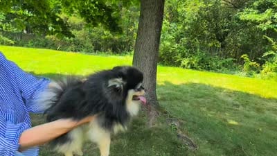 Loki (FCI) , a male Pomeranian for sale in Somerville, NJ – 9 of 9