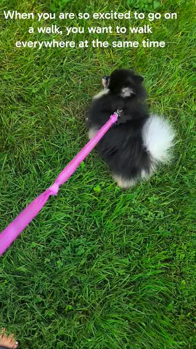 Loki (FCI) , a male Pomeranian for sale in Somerville, NJ – 6 of 10