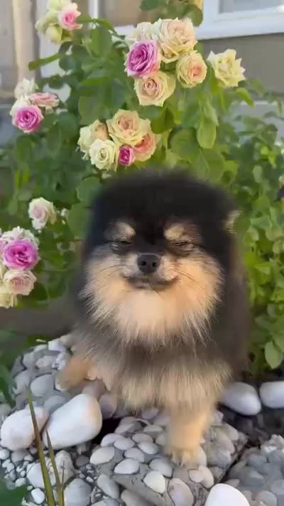 Loki, a male Pomeranian for sale in Somerville, NJ – 6 of 8