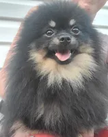 Ollie (FCI) , a male Pomeranian for sale in Somerville, NJ – 5 of 9