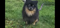 Oscar, a male Pomeranian for sale in Somerville, NJ – 2 of 5