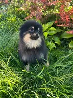 Ollie, a male Pomeranian for sale in Somerville, NJ – 2 of 10