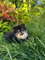 Barney, a male Pomeranian for sale in Somerville, NJ – 5 of 10