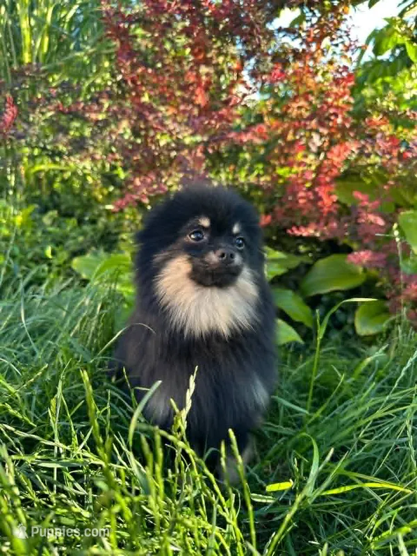 Ollie – Pomeranian puppy for sale in Somerville, NJ