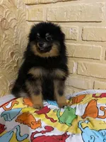 Oscar, a male Pomeranian for sale in Somerville, NJ – 4 of 4