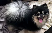 Barney (FCI) , a male Pomeranian for sale in Somerville, NJ – 7 of 9
