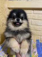 Loki, a male Pomeranian for sale in Somerville, NJ – 5 of 8