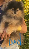 Barney, a male Pomeranian for sale in Somerville, NJ – 9 of 10