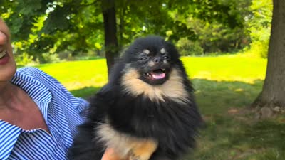 Ollie (FCI) , a male Pomeranian for sale in Somerville, NJ – 5 of 9