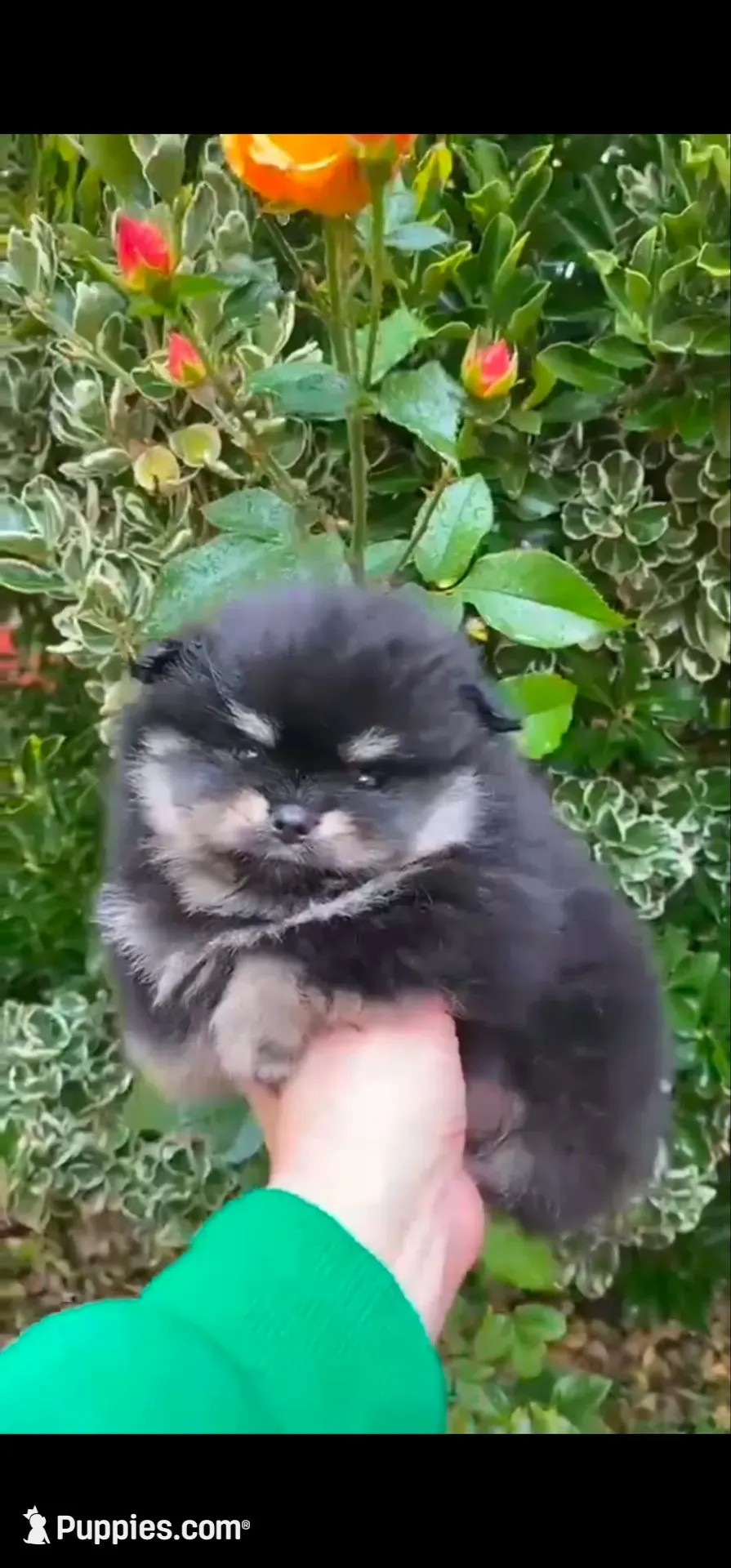 Barney (FCI) , a male Pomeranian for sale in Brooklyn, NY – 7 of 9