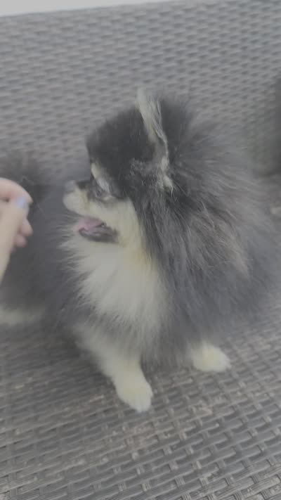 Loki (FCI) , a male Pomeranian for sale in Somerville, NJ – 7 of 10