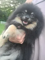 Ollie (FCI) , a male Pomeranian for sale in Somerville, NJ – 2 of 9