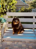 Oscar, a male Pomeranian for sale in Somerville, NJ – 3 of 4