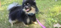 Ollie, a male Pomeranian for sale in Somerville, NJ – 7 of 10