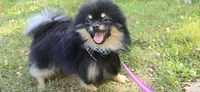 Ollie, a male Pomeranian for sale in Somerville, NJ – 8 of 10