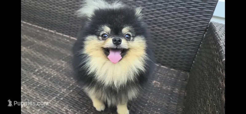 Loki (FCI)  – Pomeranian puppy for sale in Somerville, NJ
