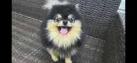 Loki (FCI) , a male Pomeranian for sale in Somerville, NJ – 2 of 9