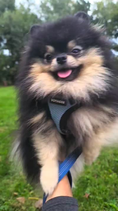 Loki (FCI & AKC) , a male Pomeranian for sale in Somerville, NJ – 8 of 10
