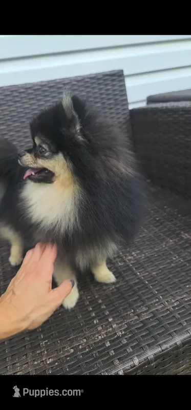 Loki (FCI)  – Pomeranian puppy for sale in Somerville, NJ