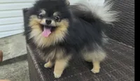 Loki (FCI) , a male Pomeranian for sale in Somerville, NJ – 3 of 9