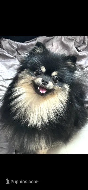 Barney (FCI)  – Pomeranian puppy for sale in Somerville, NJ