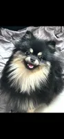 Barney (FCI) , a male Pomeranian for sale in Somerville, NJ – 2 of 9