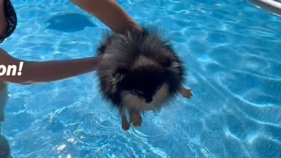 Loki (FCI) , a male Pomeranian for sale in Somerville, NJ – 5 of 10