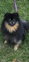 Oscar, a male Pomeranian for sale in Somerville, NJ – 3 of 5