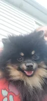 Ollie (FCI) , a male Pomeranian for sale in Somerville, NJ – 3 of 9