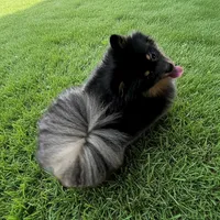 Oscar, a male Pomeranian for sale in Somerville, NJ – 3 of 5