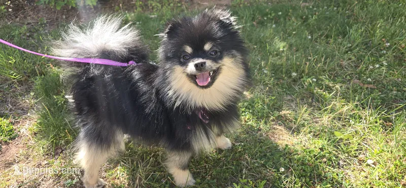 Barney – Pomeranian puppy for sale in Somerville, NJ
