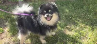 Barney, a male Pomeranian for sale in Somerville, NJ – 1 of 10