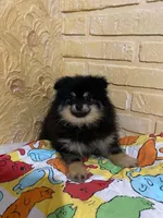Barney, a male Pomeranian for sale in Somerville, NJ – 2 of 10