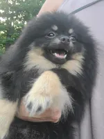 Ollie (FCI) , a male Pomeranian for sale in Somerville, NJ – 4 of 9