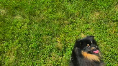 Oscar, a male Pomeranian for sale in Somerville, NJ – 5 of 5