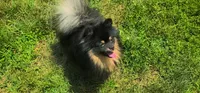 Oscar, a male Pomeranian for sale in Somerville, NJ – 1 of 5