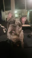 Scrappy, a male French Bulldog for sale in Rohnert Park, CA – 2 of 8