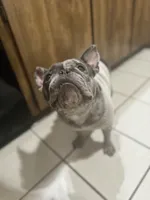 Scrappy, a male French Bulldog for sale in Rohnert Park, CA – 5 of 8
