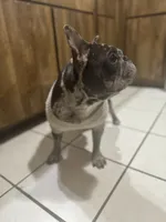 Scrappy, a male French Bulldog for sale in Rohnert Park, CA – 8 of 8