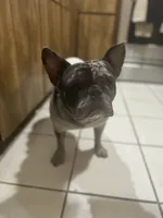 Scrappy, a male French Bulldog for sale in Rohnert Park, CA – 3 of 8