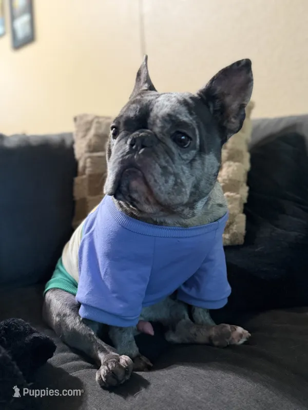 Scrappy – French Bulldog puppy for sale in Rohnert Park, CA
