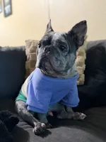 Scrappy, a male French Bulldog for sale in Rohnert Park, CA – 1 of 8