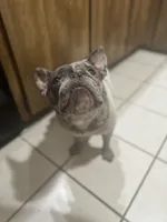 Scrappy, a male French Bulldog for sale in Rohnert Park, CA – 6 of 8