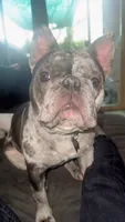 Scrappy, a male French Bulldog for sale in Rohnert Park, CA – 4 of 8