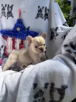 Yeti, a male French Bulldog for sale in Vicksburg, MI – 2 of 5