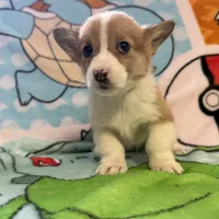 Floyd, a male Pembroke Welsh Corgi for sale in Vicksburg, MI – Photo 5 of 5