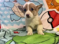 Floyd, a male Pembroke Welsh Corgi for sale in Vicksburg, MI – Photo 5 of 5