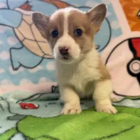Floyd, a male Pembroke Welsh Corgi for sale in Vicksburg, MI – Photo 3 of 5