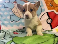 Floyd, a male Pembroke Welsh Corgi for sale in Vicksburg, MI – Photo 3 of 5